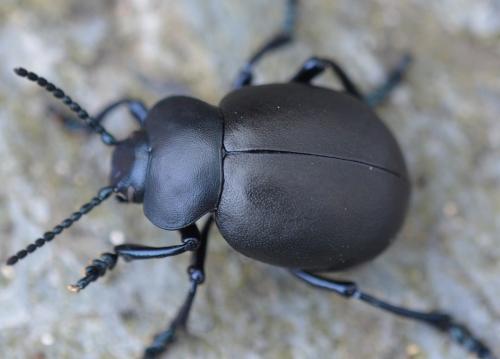 Timarcha tenebricosa